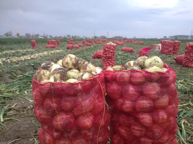 Öz fermerlərimizin soğanı anbarlarda çürüyür, Qazaxıstan naziri bizə 160 min ton soğan satmaq istəyir…